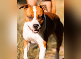 Toller Staff-Rüde ♥RED♥ sucht seine treuen Menschen außerhalb Deutschlands