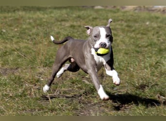 Joker, Staffordshire Terrier, geb. Juni 2014, su. hundeerfahrenes Paar oder Einzelperson