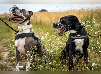 Joker, Staffordshire Terrier, geb. Juni 2014, su. hundeerfahrenes Paar oder Einzelperson