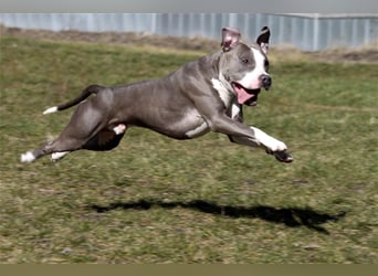 Joker, Staffordshire Terrier, geb. Juni 2014, su. hundeerfahrenes Paar oder Einzelperson