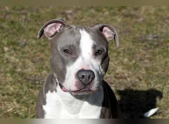 Joker, Staffordshire Terrier, geb. Juni 2014, su. hundeerfahrenes Paar oder Einzelperson