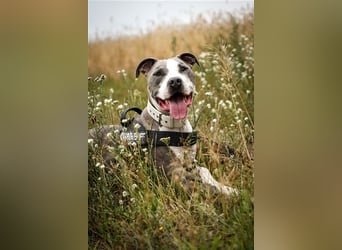 Joker, Staffordshire Terrier, geb. Juni 2014, su. hundeerfahrenes Paar oder Einzelperson
