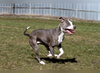 Joker, Staffordshire Terrier, geb. Juni 2014, su. hundeerfahrenes Paar oder Einzelperson