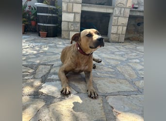 Menschenbezogener Leo sucht sein Zuhause ❤️