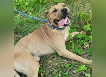 Menschenbezogener Leo sucht sein Zuhause ❤️