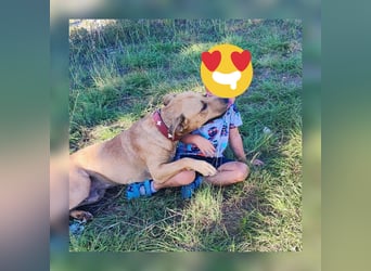 Menschenbezogener Leo sucht sein Zuhause ❤️