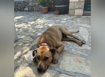 Menschenbezogener Leo sucht sein Zuhause ❤️