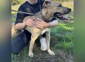 Menschenbezogener Leo sucht sein Zuhause ❤️