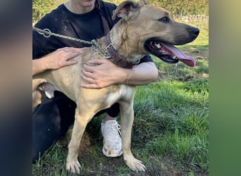Menschenbezogener Leo sucht sein Zuhause ❤️
