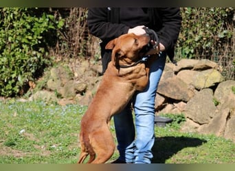 Zorro - was für ein Name