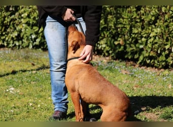 Zorro - was für ein Name