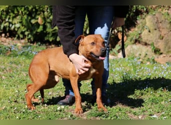 Zorro - was für ein Name