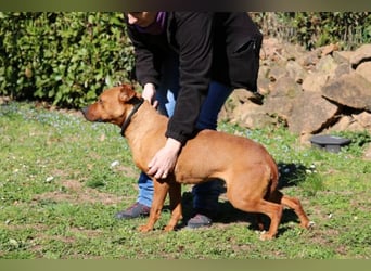 Zorro - was für ein Name