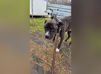 Johnny, AmStaff hofft auf liebevolle Familie