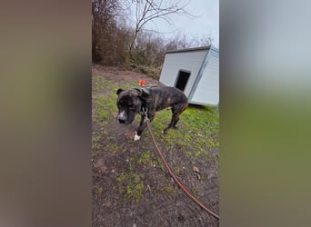 Johnny, AmStaff hofft auf liebevolle Familie