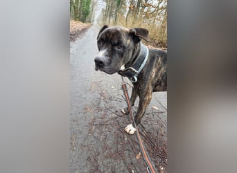 Johnny, AmStaff hofft auf liebevolle Familie