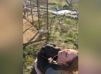 Pilango, aktives Krafpaket sucht sportliche Menschen