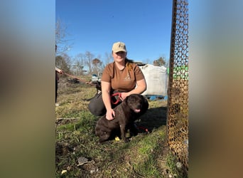 Lepke, dynamisch und lieb