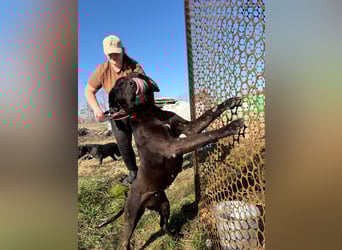 Pilango, aktives Krafpaket sucht sportliche Menschen