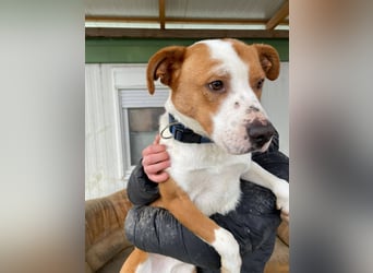 Zeus, aktiv und menschenorientiert