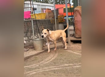 Molly, lieb mit Menschen sucht Rasseliebhaber
