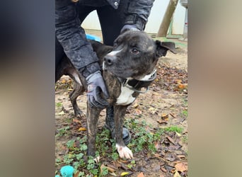 Johnny, AmStaff hofft auf liebevolle Familie