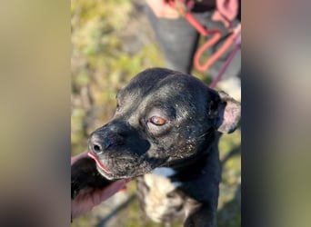 Pilango, aktives Krafpaket sucht sportliche Menschen