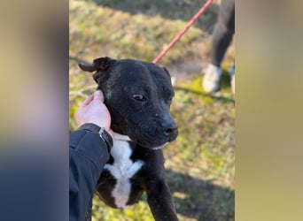 Pilango, aktives Krafpaket sucht sportliche Menschen