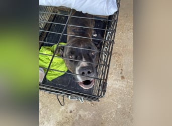 Johnny, AmStaff hofft auf liebevolle Familie