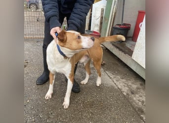 Zeus, aktiv und menschenorientiert