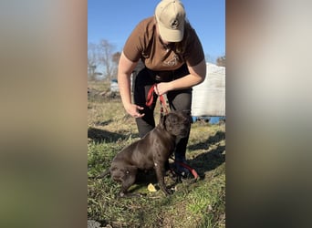 Lepke  wäre gerne Einzelprinzessin