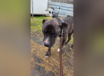 Johnny, AmStaff hofft auf liebevolle Familie