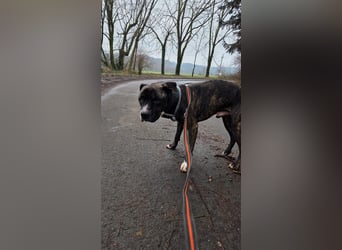 Johnny, AmStaff hofft auf liebevolle Familie