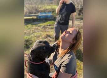 Pilango, aktives Krafpaket sucht sportliche Menschen