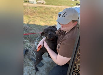 Lepke, dynamisch und lieb