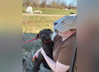 Lepke, dynamisch und lieb