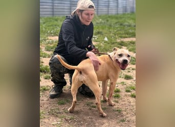 Molly, lieb mit Menschen sucht Rasseliebhaber