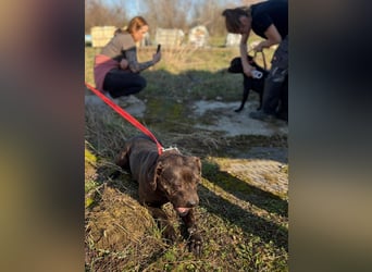 Pilango, aktives Krafpaket sucht sportliche Menschen