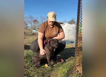 Lepke, dynamisch und lieb