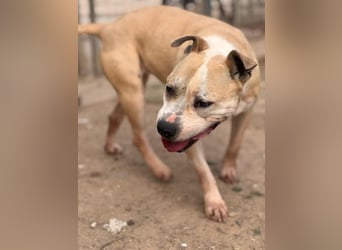 Molly, lieb mit Menschen sucht Rasseliebhaber