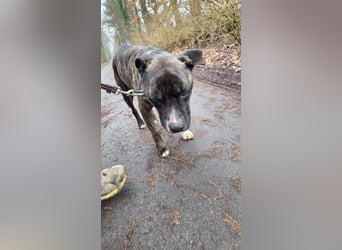 Johnny, AmStaff hofft auf liebevolle Familie