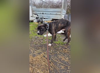 Johnny, AmStaff hofft auf liebevolle Familie