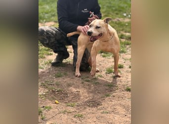 Molly, lieb mit Menschen sucht Rasseliebhaber