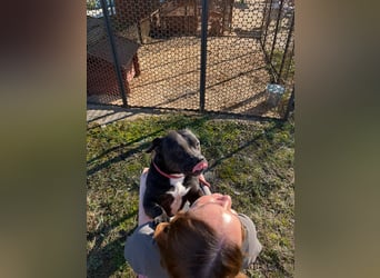 Pilango, aktives Krafpaket sucht sportliche Menschen