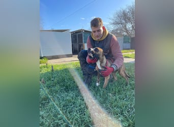 Cherry, sucht aktive Menschen, Vermittlung nur nach CH,SWE,NL o. A