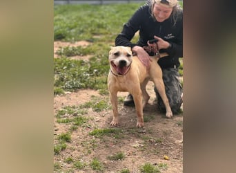 Molly, lieb mit Menschen sucht Rasseliebhaber