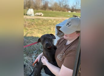 Lepke, dynamisch und lieb