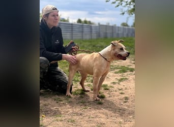 Molly, lieb mit Menschen sucht Rasseliebhaber