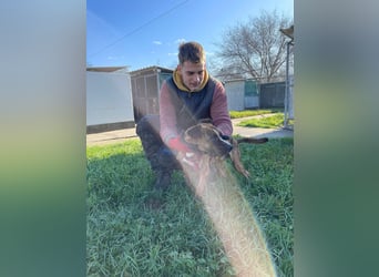 Cherry, sucht aktive Menschen, Vermittlung nur nach CH,SWE,NL o. A