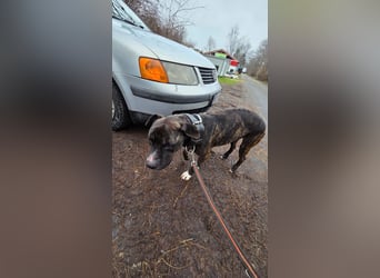 Johnny, AmStaff hofft auf liebevolle Familie